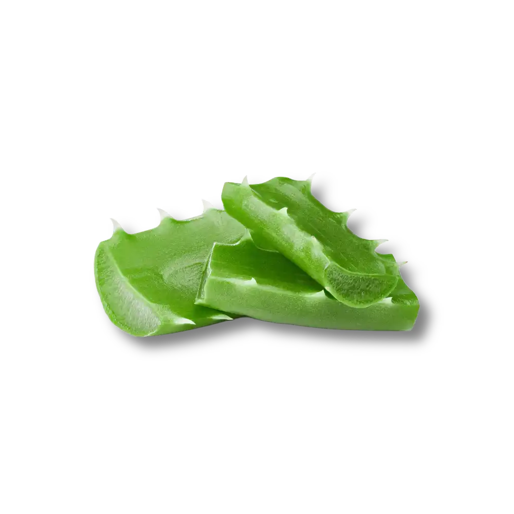 Two green aloe vera leaves on a white background