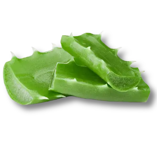 Three green aloe vera leaves on a white background