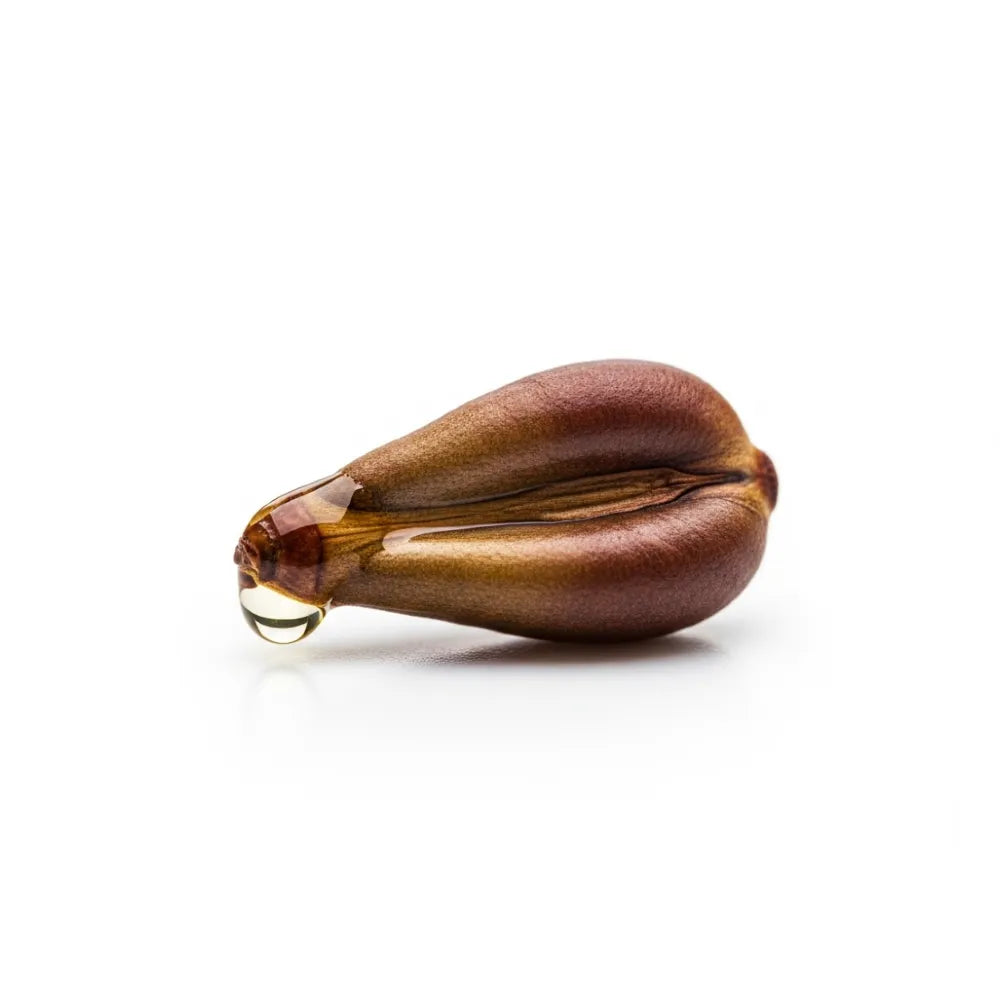 Grapeseed pod with a droplet of oil on a white background