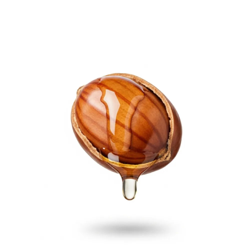 Jojoba Nut with jojoba oil coming out on a white background