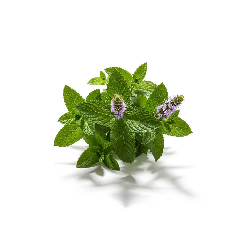 Mint plant with purple flowers on a white background