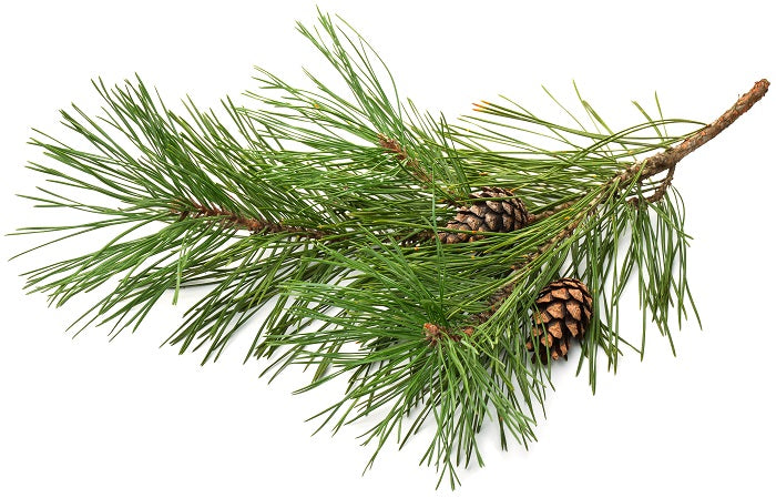 Pine essential oil is used in men's grooming products beard butter for natural and vegan friendly ingredients