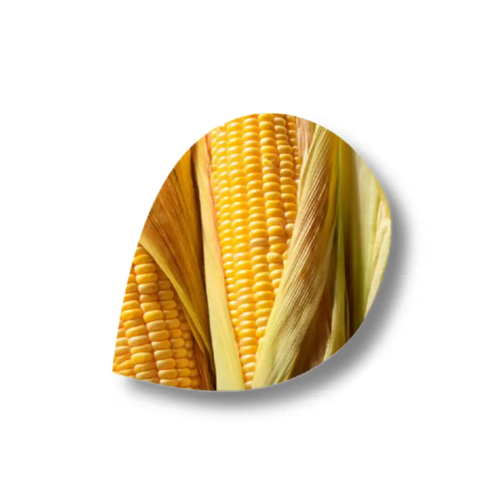 Close-up of a yellow corn cob on a white background