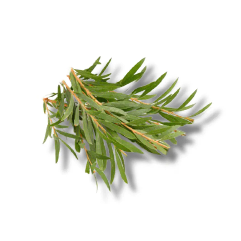 Tea tree leaf's