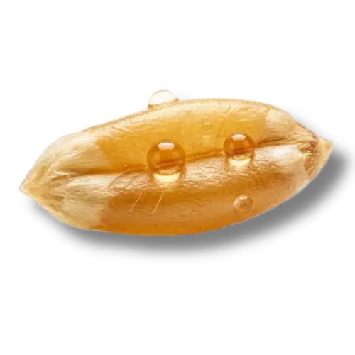 Triticum Vulgare (Wheat) Germ Oil