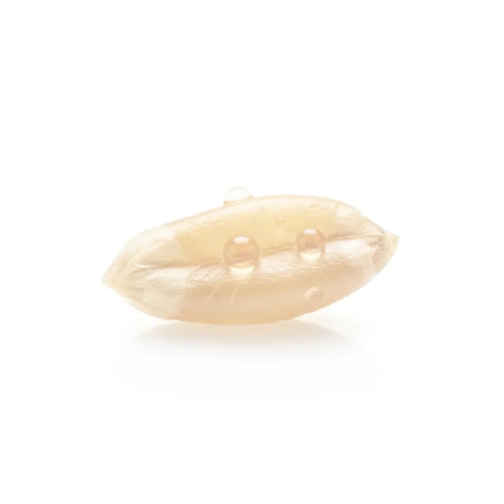 Single barley grain on a white background faded