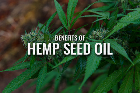 Benefits of using hemp seed oil why its good for you | ONE SOCIETY