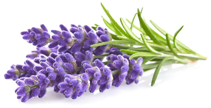 Lavender essential oil is used in men's grooming products beard butter for natural and vegan friendly ingredients
