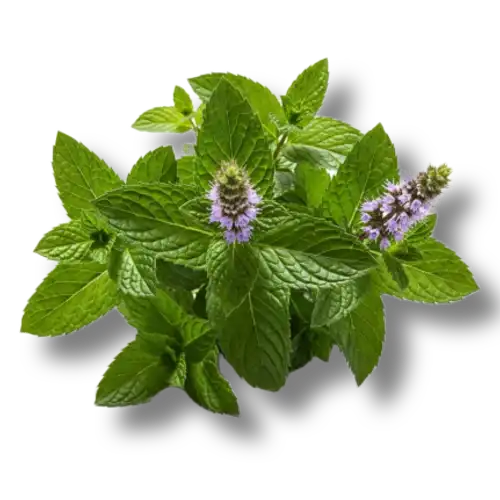 peppermint plant with flowers