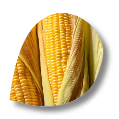Pro-vitamin B5 corn