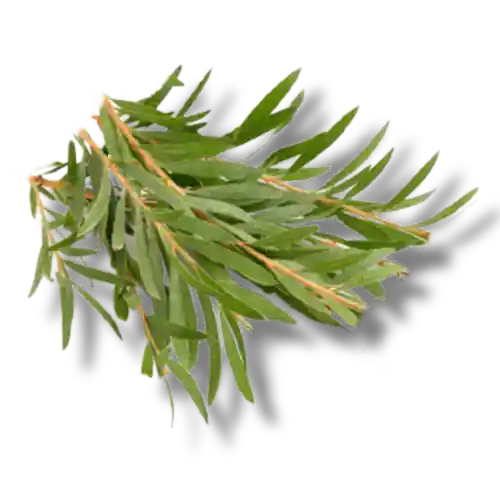 green branch of tea tree
