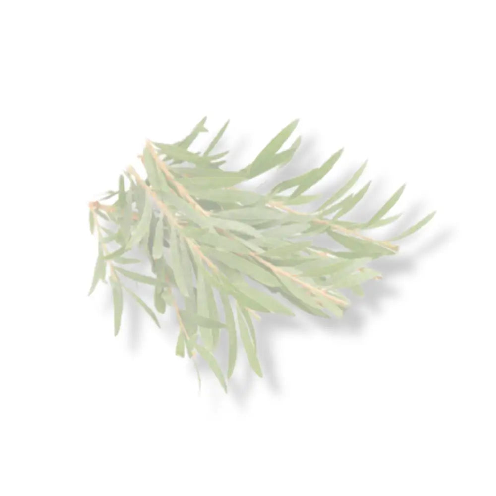 faded tea tree branch
