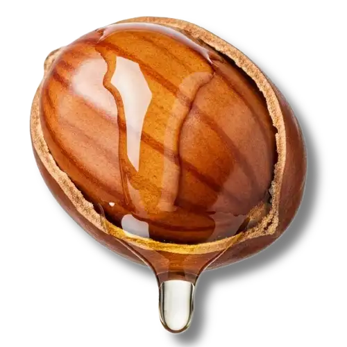 Jojoba Nut with jojoba oil coming out