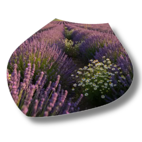 Lavender and chamomile flower